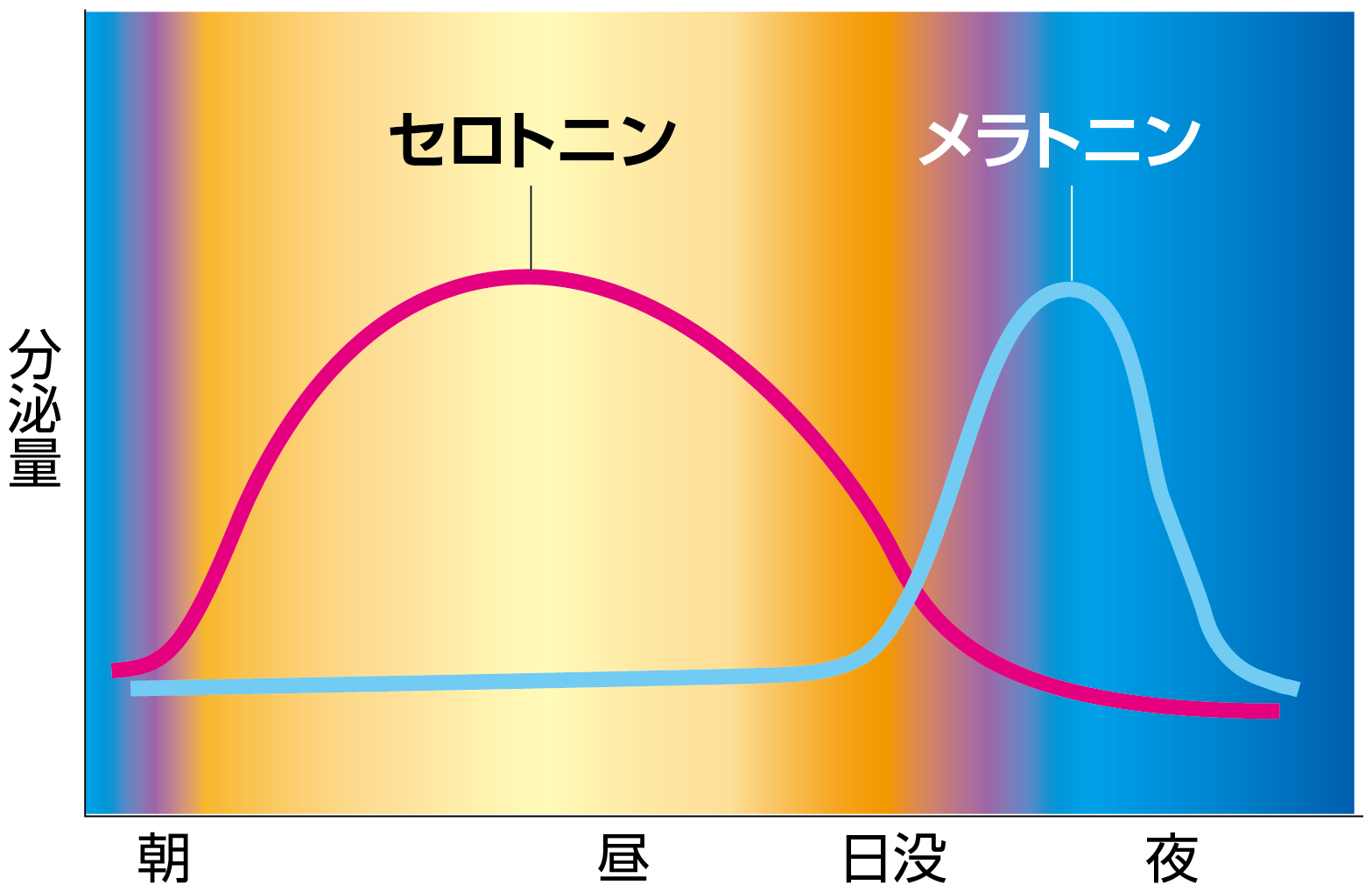 昼夜で入れ替わるホルモン分泌の図