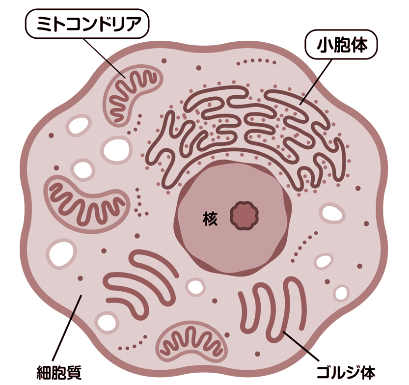 細胞内のカルシウムストアのある場所を指す図(主にミトコンドリア、小胞体)