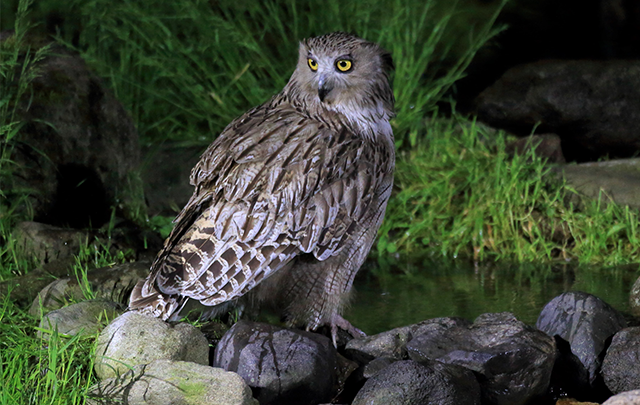 暗闇の枝に止まるフクロウの画像