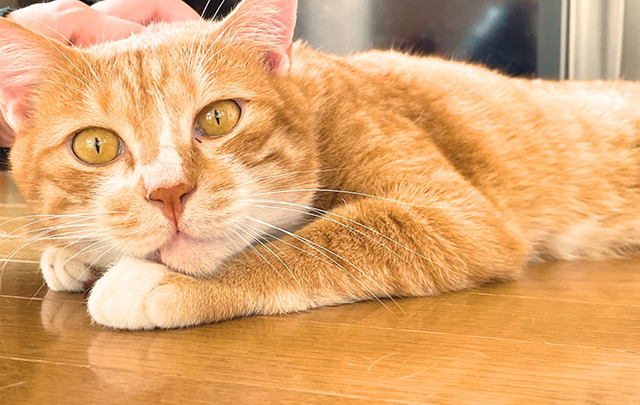 柔らかい毛並みの猫が寝そべる画像