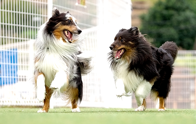 2匹のコリー犬が柴生の贄で飛び跳ねている画像
