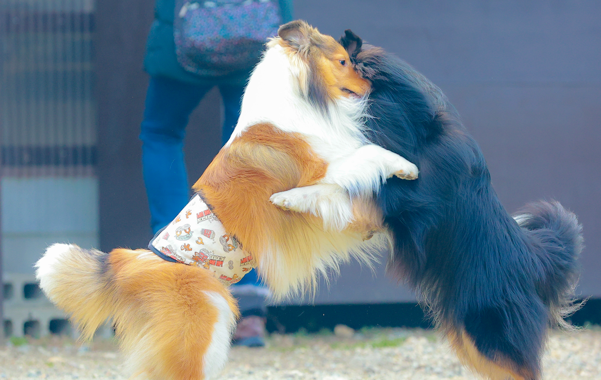 相撲の組み手でぶつかり合う犬の相撲の画像