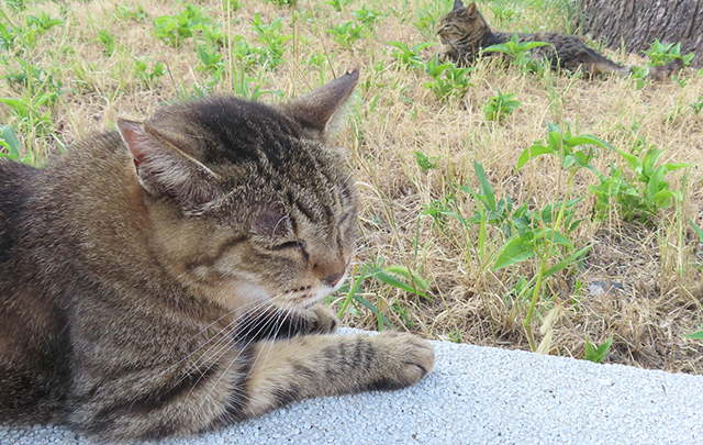 縁側で寝そべるトラ猫の画像