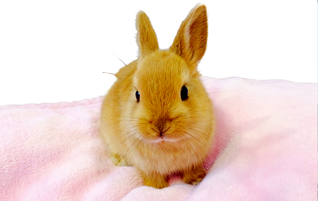 ピンクの毛布の上にたたずむうさぎの赤ちゃんの画像