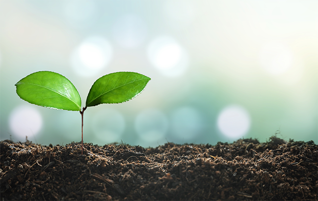 土から新芽が出たばかりの画像