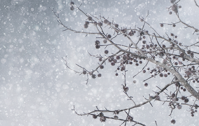 冬の木枯らしが拭く様子の画像