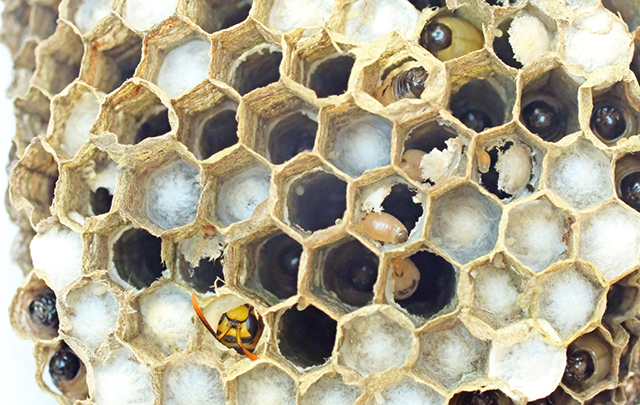 柔軟で丈夫なハニカム構造をもつ蜂の巣の画像