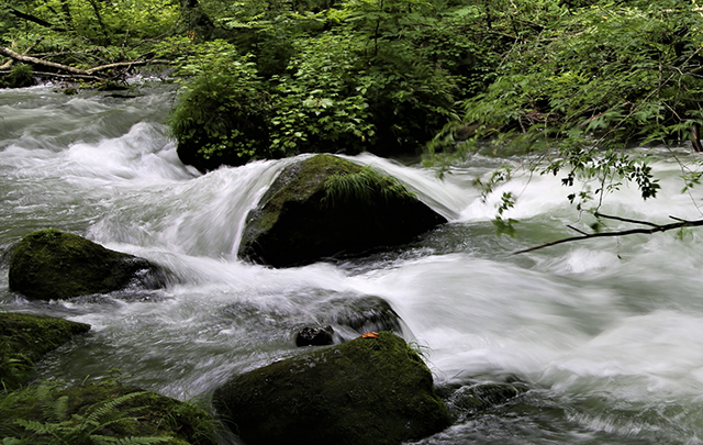 流れの早い奥入瀬川の渓流の画像