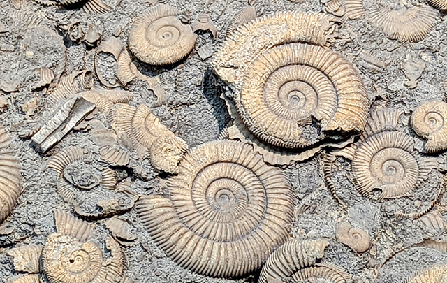 太古のアンモナイトの化石が密集している画像