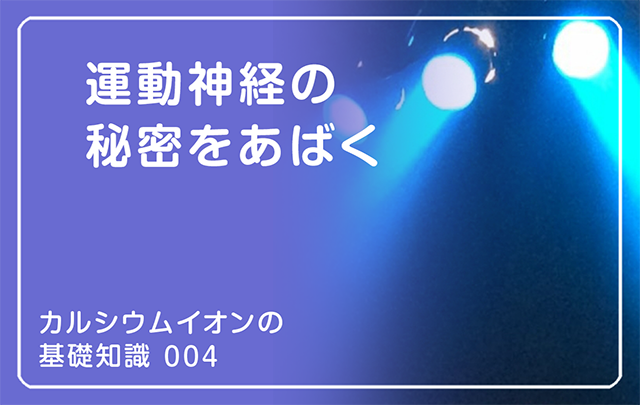 新シリーズ「カルシウムイオンの基礎知識」の第3話タイトル「運動神経の秘密をあばく」のアイキャッチ画像