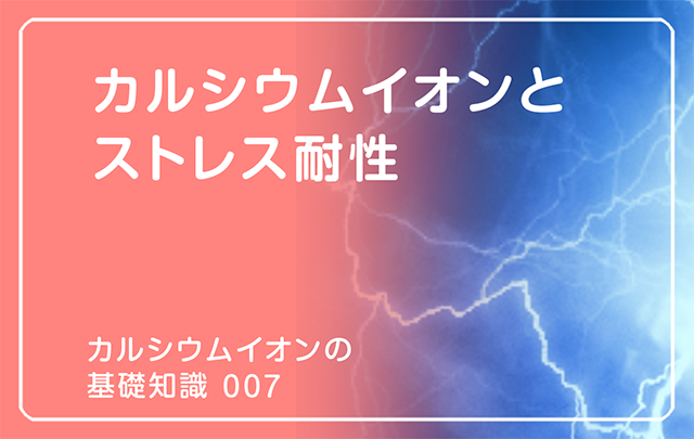 新シリーズ「カルシウムイオンの基礎知識」の第7話タイトル「カルシウムイオンとストレス耐性」のアイキャッチ画像