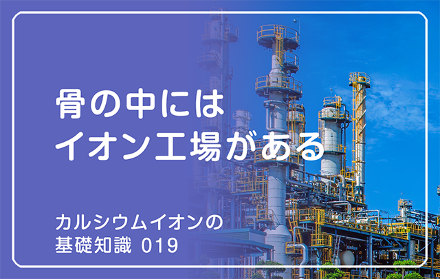 新シリーズ「カルシウムイオンの基礎知識」の第15話タイトル「骨の中には「工場」がある」のアイキャッチ画像