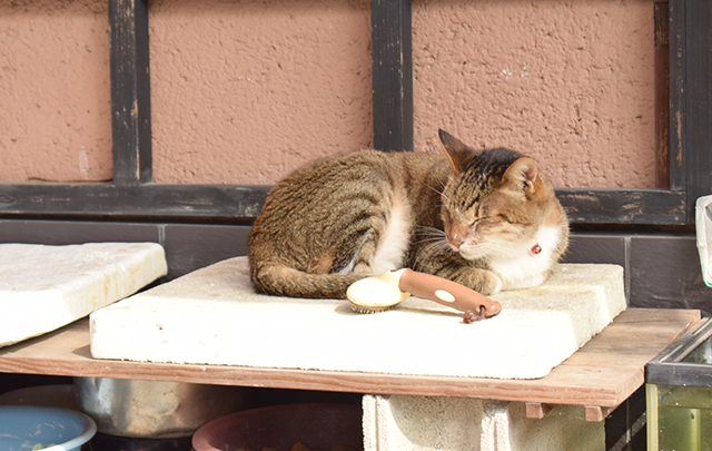 ひなたぼっこする猫の画像