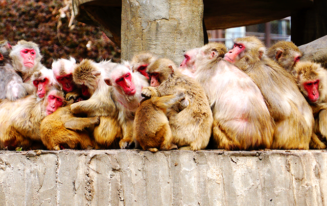 身体を寄せ合って暖をとる猿さんたちの画像