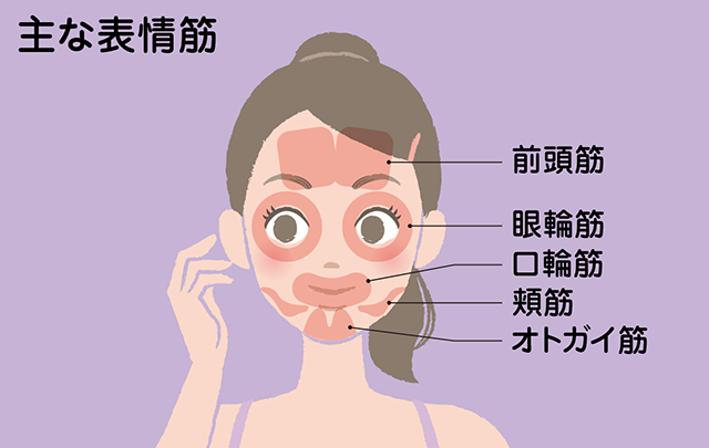 主な表情筋を示したイラスト画像