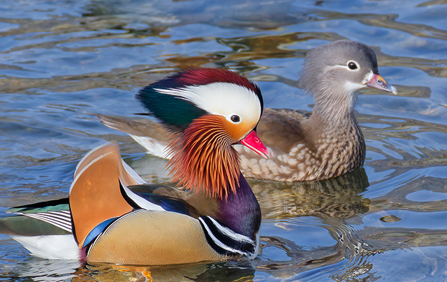 おしどりの夫婦が並走して泳ぐ様子の画像