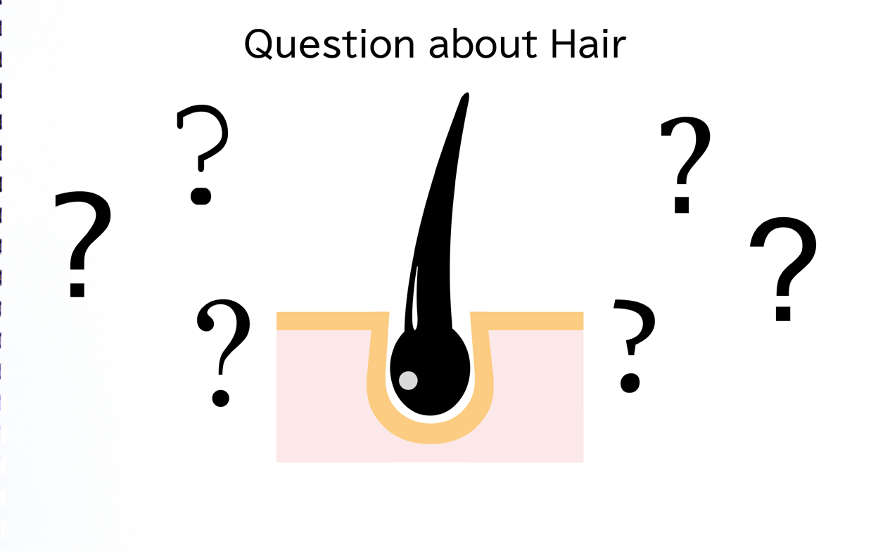 毛根を示す図解の画像