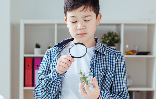 理科室で植物を観察する小学生男子の画像