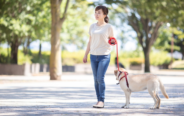 朝の公園で犬の散歩をする女性の画像