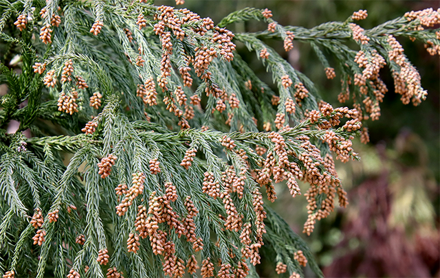 スギの木に花粉がいっぱい付いて空気中に散逸している様子の画像