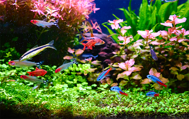 熱帯魚のいる水槽(アクアリウム)の完結した生態系の画像