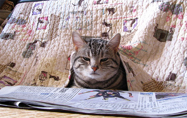 コタツの裾から顔をのぞかせる猫の画像