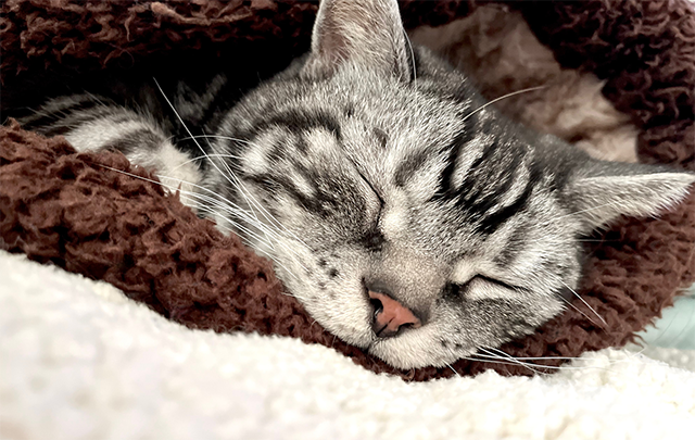 狭いカバーの中でぐっすり眠る猫の画像