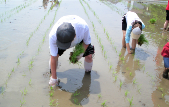 人力で田植えをする昭和の風景の画像