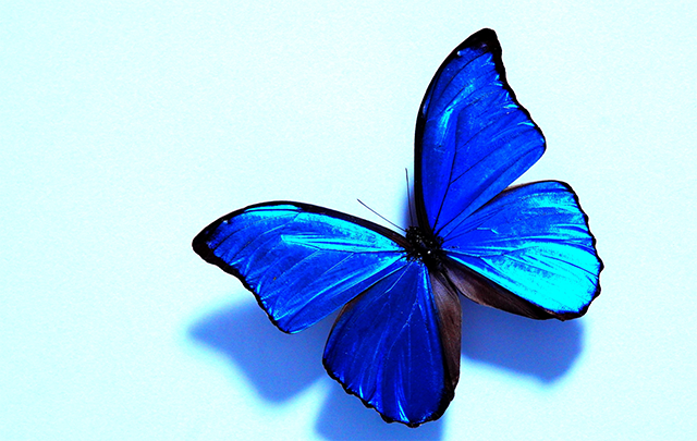 ブルーの鱗粉が美しいモルフォ蝶の画像