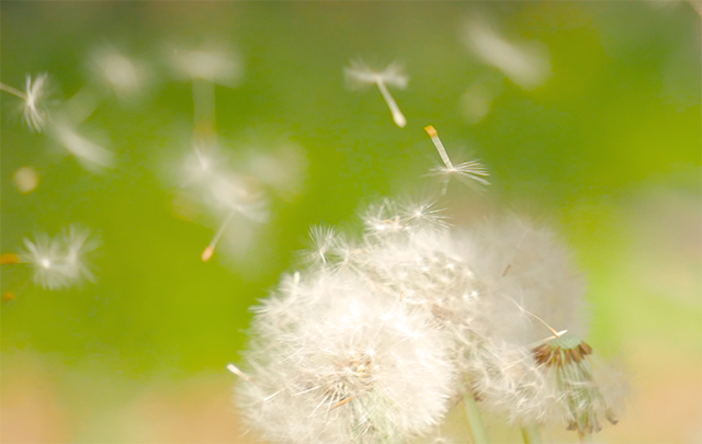 風でたんぽぽの綿毛が飛び散る様子の画像