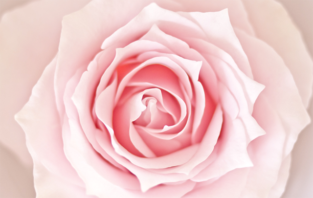 満開のピンクの薔薇の花の画像